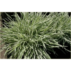 trawa Kłosówka wełnista Tr17